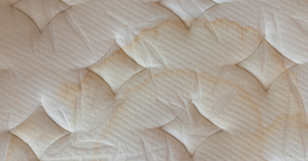 How to Remove Pet Stains & Smells from a Mattress Sirena®